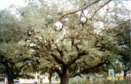 Cart War Oak-recent
